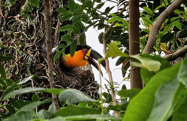 Visita guiada al bosque de Tijuca para grupos pequeños - Foto 11