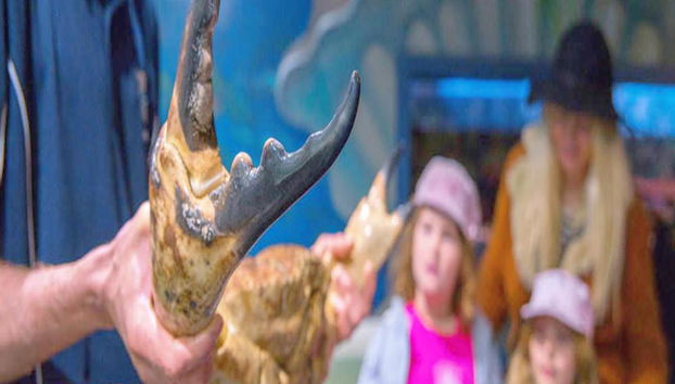 Visite Guidée du Monde des Hippocampes - Photo 4