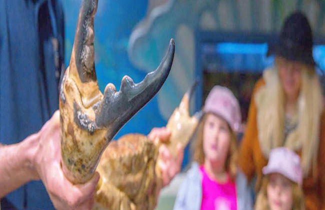 Tour Guiado pelo Mundo dos Cavalos-Marinhos - Foto 4