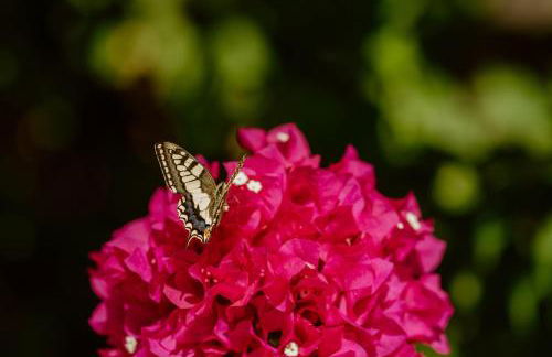 Traditional Stone House in Seafront Olive Grove A - Photo 18