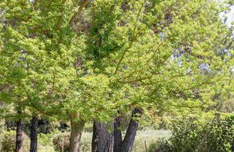 Mas, Padel privé, tennis privé, piscine 22m , Alpilles Provence - Foto 24