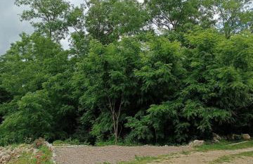 Apartments with parking space Jurazini, Central Istria - Sredisnja Istra - 23748 - Foto 14