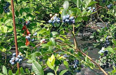 Quinta do Chão do Vale - Foto 18