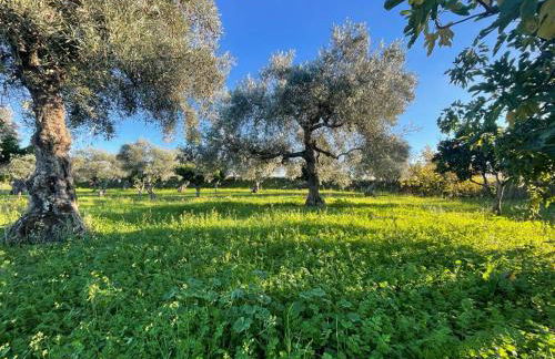 Samorinha House - Foto 21