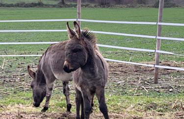 Wohnen im ehemaligen Kuhstall Stiehler Farm - Foto 39