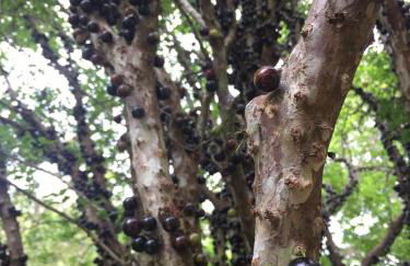 Vila da Sol Itaipava casas e estúdios - Foto 39