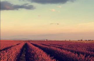 Chez Christophe Valensole - Photo 24