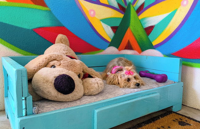 Puerto de Luna Pet Friendly & Family Suites Hotel - Photo 39