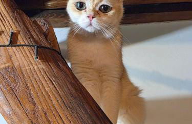 La casina del prete - Foto 56