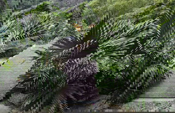 Fairy Mountain Retreat - Foto 60