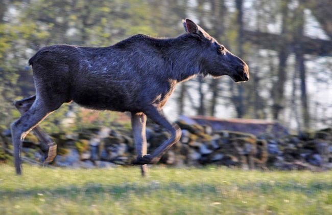 4 Person Holiday Home in Falkoping - Foto 25