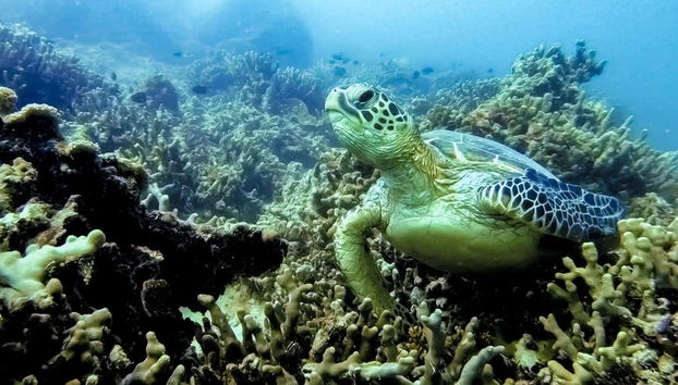 Admirando a flora e a fauna marinha