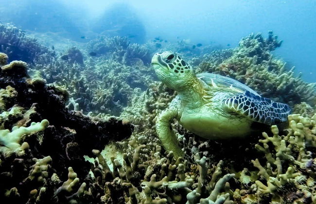 Aluguel de caiaque em Kaneohe - Foto 5
