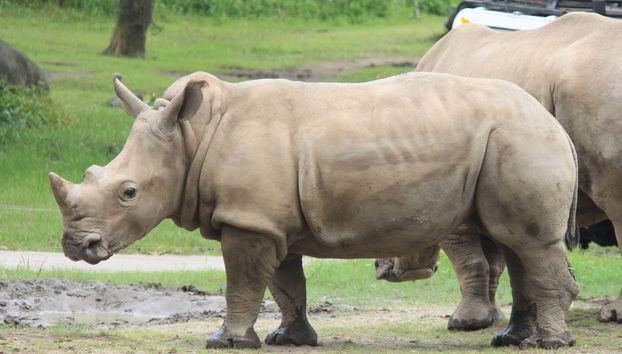 Bali Safari & Marine Park Tickets