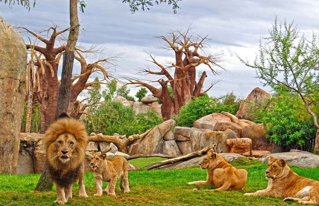 Escursione a Valencia + Bioparc - Foto 1
