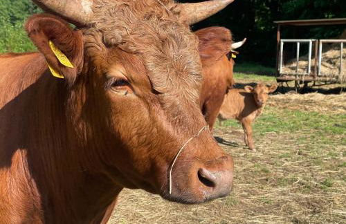 Holla die Waldfee - Foto 35