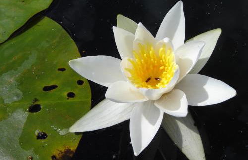 Große Wohnung - Foto 19