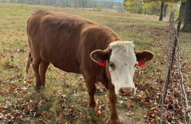 The Varnadoe Villa- Farm Stay - Foto 33