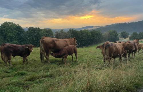 Waldhaus im Erzgebirge - Foto 18