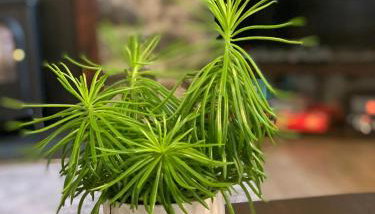 Delightful Dartmoor Apartment - Foto 4