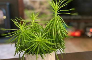 Delightful Dartmoor Apartment - Foto 4