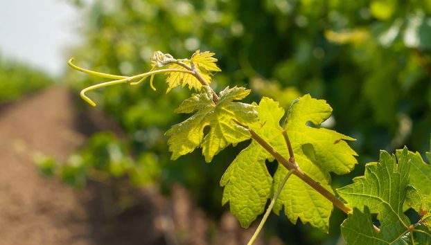 Aguascalientes Vineyards Tour - Foto 5