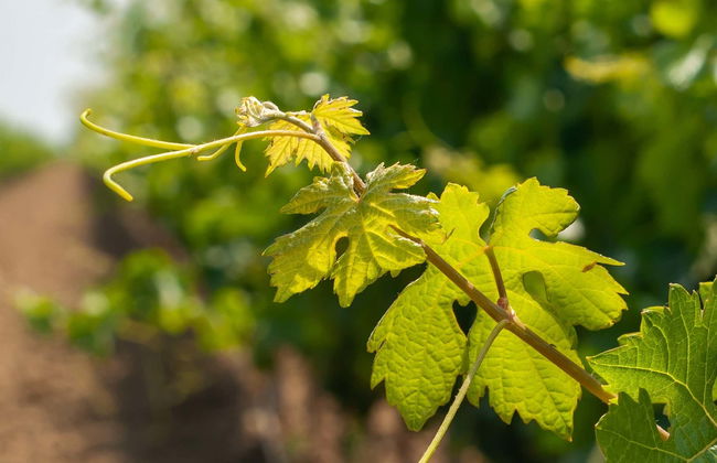 Aguascalientes Vineyards Tour - Foto 5