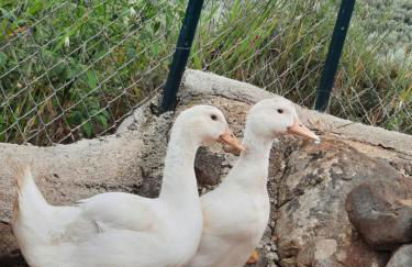 Agriturismo Country Casale Rufo - Foto 30