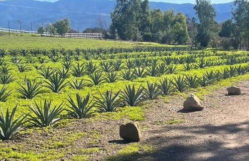 Hilltop Vineyard and Agave Field with View - Photo 11
