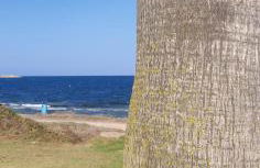 Palm House - Foto 12