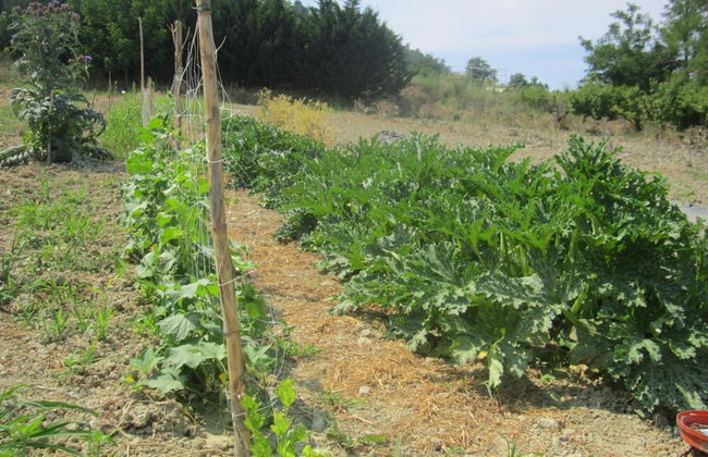 Agriturismo le Spighe - Fattoria Bertaccini - Foto 76