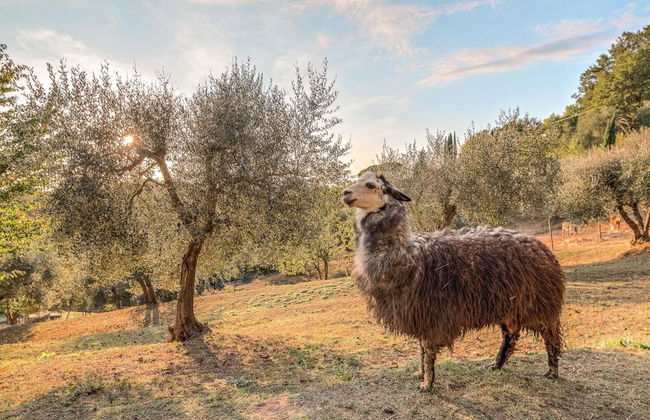 Farmhouse in Tuscany With Pool & Near Montecastello - Foto 22