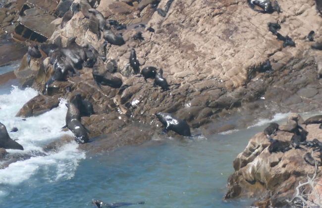 Avvistamento di leoni marini a Plettenberg Bay - Foto 1