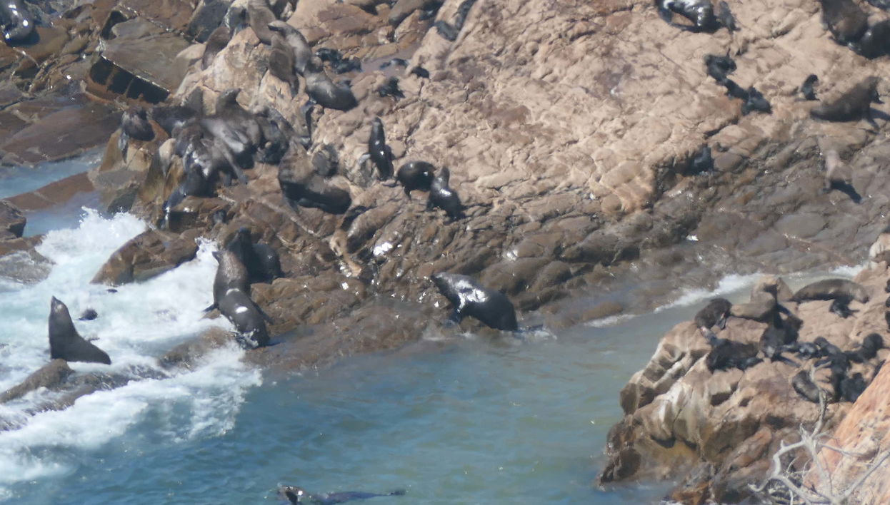 Avvistamento di leoni marini a Plettenberg Bay