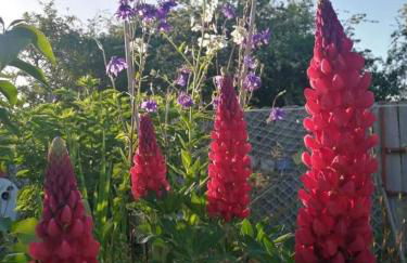 Windy Hill - Three Cliffs Bay, Gower - Foto 24