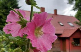 Łabądkowo - Foto 57