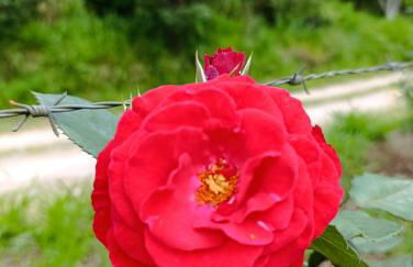 Refúgio Atlântico - Foto 10