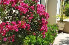 Ilida Kourouta Studios - Foto 24