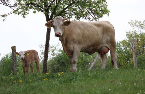 Biohof Liebhart - Photo 37