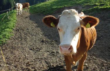 Oberschoellberghof - Photo 15