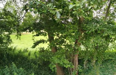 Gemütliches Ferienhaus "An der Schilde" in Renzow - Foto 28