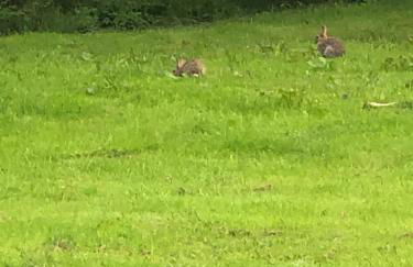 49 Irfon Lodge - Foto 13