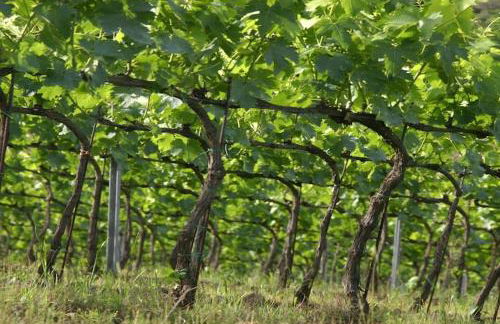 Tuscany Bliss: Garden Retreat - Foto 41