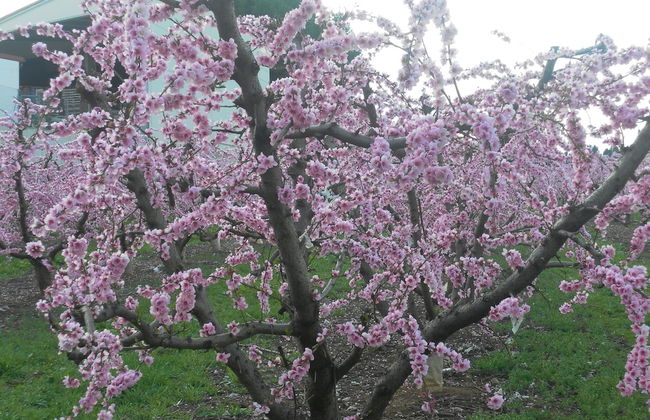 Casa Rural Los Pinos - Foto 35