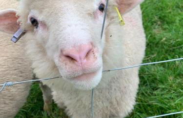 Dartmoor Eco-Pod - Oak Tree Lane - Foto 53