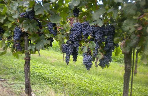 Agriturismo Mazzeracca - Foto 21