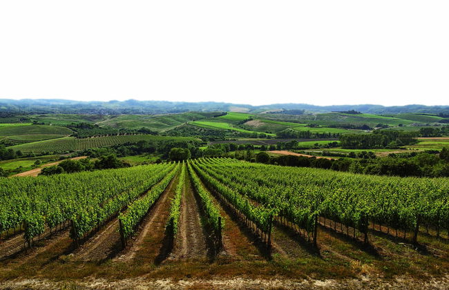 Badia Di Morrona - Foto 62