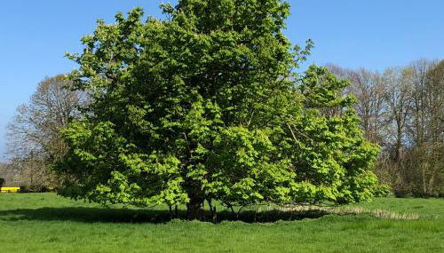North Lodge - Photo 3, Garden view