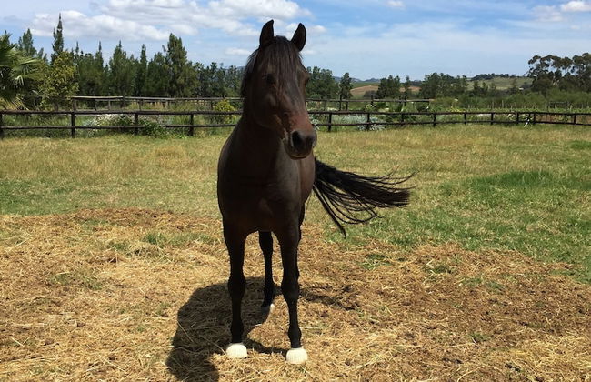 Ross Farms - Foto 12