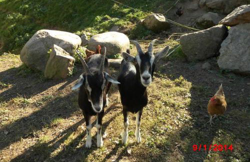 Urlaub auf dem Hänslehof - Foto 11